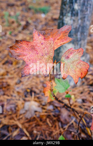 Eiche Laubfärbung im Herbst Jahreszeit in Alabama mit einem Hintergrund von tannennadeln auf dem Waldboden. Stockfoto