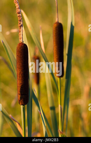 Typha isolierten Anlage. Feuchtgebiete Lebensraum. Cattail Gras. Papyrus Bündel Stockfoto