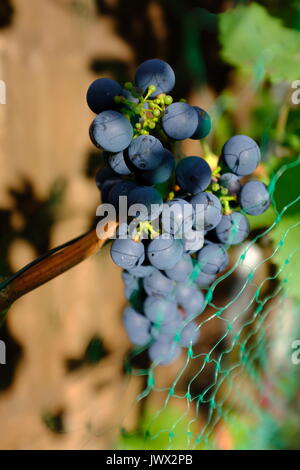 Trauben wachsen auf einem Weinstock mit Verrechnung über Sie Stockfoto