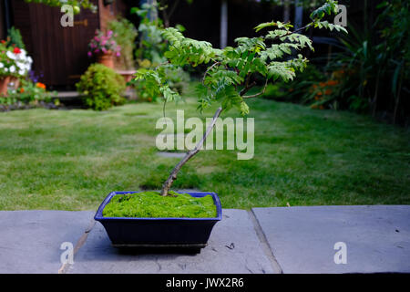 Bonsai Rowan Tree in einem blauen Topf Stockfoto