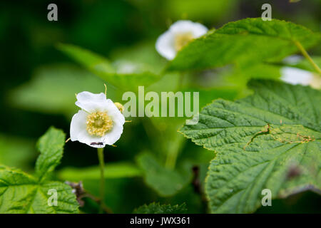 Ein kleines Insekt kriecht in einem thimbleberry Wildflower entlang der Granit Canyon Trail in den Teton Mountains. Der Grand Teton National Park, Wyoming Stockfoto