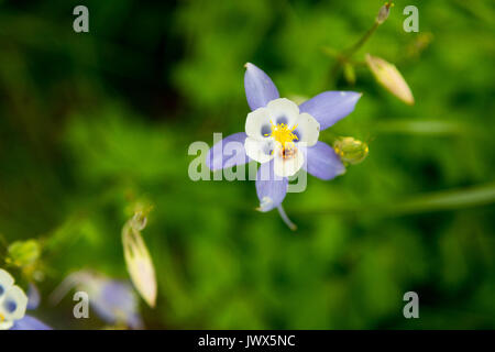 Ein columbine Wildflower getönte Lila entlang der Granit Canyon Trail in den Teton Mountains. Der Grand Teton National Park, Wyoming Stockfoto