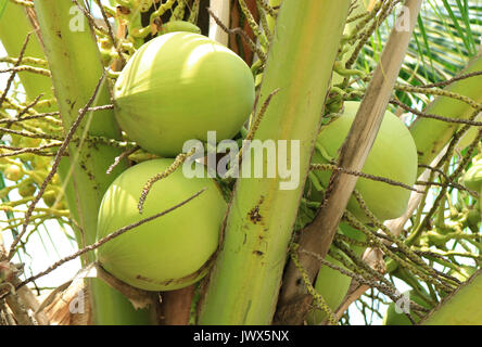 Bündeln der pulsierende Grüne junge Kokosnuss Früchte auf die Kokospalme, Thailand Stockfoto