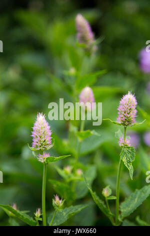 Riesige ysop Wildblumen blühen entlang der Granit Canyon Trail in den Teton Mountains. Der Grand Teton National Park, Wyoming Stockfoto