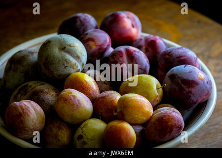 Baum gereifte heimische Gelbe, rote und grüne Pflaumen. Stockfoto