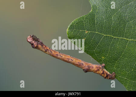 Hobelspanner, Raupe, Spannerraupe frisst eine Eiche, Hobel-Spanner, Eichen-Striemenspanner, Schwarzfleckspanner, Streifenspanner, Brandstriemenspanner, Stockfoto