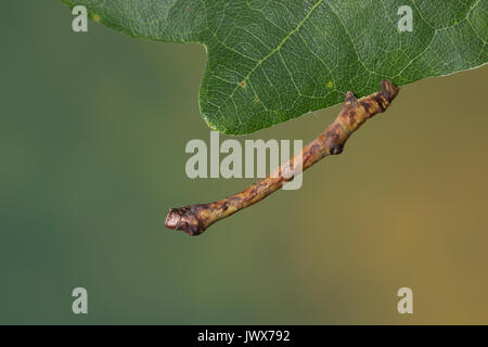 Hobelspanner, Raupe, Spannerraupe frisst eine Eiche, Hobel-Spanner, Eichen-Striemenspanner, Schwarzfleckspanner, Streifenspanner, Brandstriemenspanner, Stockfoto