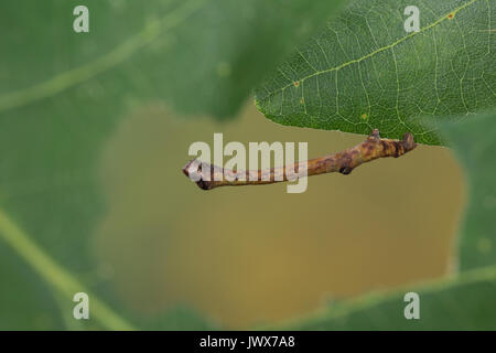 Hobelspanner, Raupe, Spannerraupe frisst eine Eiche, Hobel-Spanner, Eichen-Striemenspanner, Schwarzfleckspanner, Streifenspanner, Brandstriemenspanner, Stockfoto