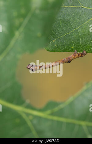 Hobelspanner, Raupe, Spannerraupe frisst eine Eiche, Hobel-Spanner, Eichen-Striemenspanner, Schwarzfleckspanner, Streifenspanner, Brandstriemenspanner, Stockfoto