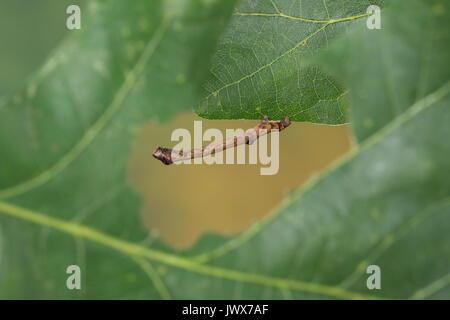 Hobelspanner, Raupe, Spannerraupe frisst eine Eiche, Hobel-Spanner, Eichen-Striemenspanner, Schwarzfleckspanner, Streifenspanner, Brandstriemenspanner, Stockfoto