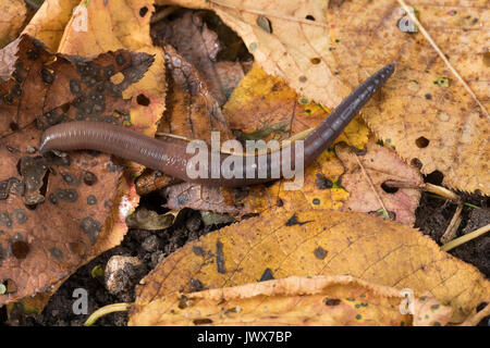 Regenwurm zwischen Laub, Blättern, Falllaub, Fallaub, Regen-Wurm, Tauwurm, Wurm, Lumbricus terrestris, gemeinsame Regenwurm, Erde Wurm, Regenwurm, Lob wird Stockfoto