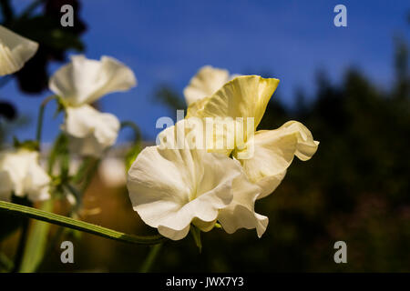 Weiße süssen Erbsen (Lathyrus Odoratus) Blumen close-up in einem Garten. Stockfoto