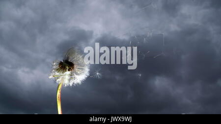 Dandelion Clock in einem Sturm Stockfoto