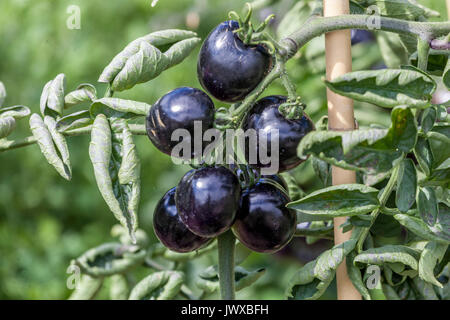 Schwarze Tomaten, Tomate 'Indigo Rose' auf der Rebpflanze Solanum lycopersicum Stockfoto