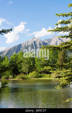 Das Bow River fließt durch Canmore im Banff National Park mit Pinienhain und Rocky Mountain Range Alberta Kanada Stockfoto