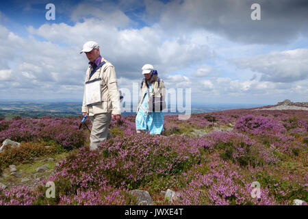 Ein paar wenige durch die lila Heidekraut Blüte am Stiperstones Hill in Shropshire England Großbritannien Stockfoto