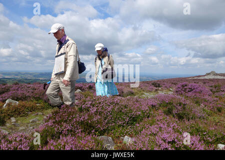 Ein paar wenige durch die lila Heidekraut Blüte am Stiperstones Hill in Shropshire England Großbritannien Stockfoto