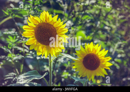 Paar Blühende Sonnenblumen mit aus natürlichen Hintergrund. Stockfoto