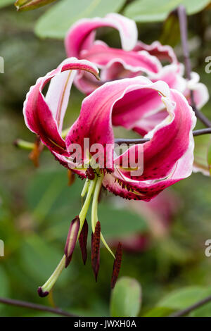 Single turkscap Blume des Orienpet Lily, Lilium 'Black Beauty'. Es ist eine rote Lilie Käfer, Lilioceris lilii auf der Blume Staubgefäßen Stockfoto
