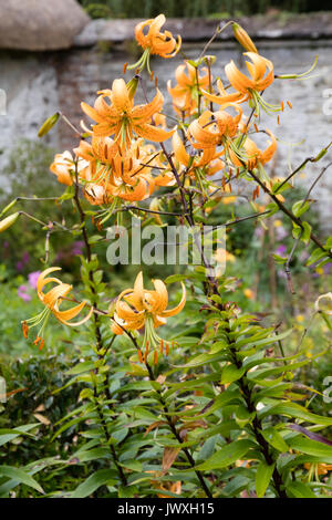 Zurückgebogen orange Blüten in der turkscap Blumen der Spätsommer blühende Lilie, Lilium The President Stockfoto