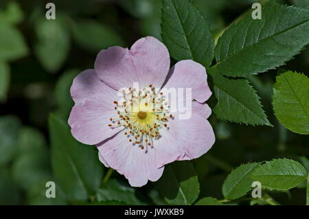 Frische Blüte von Wild Rose, Brier oder Rosa Canina Blume im Garten, Sofia, Bulgarien Stockfoto