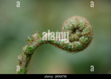 Neue Wedel eines Polystichum polyblepharum Farn mit einem weichen bokeh Hintergrund Stockfoto