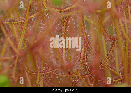 Makrofotografie eines Drosera binata var multifida fleischfressende Pflanze Stockfoto