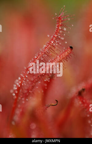 Makrofotografie eines Drosera binata fleischfressende Pflanze Stockfoto