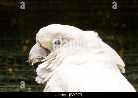 Weiße Kakadus (Cacatua alba), oder dem Dach Kakadu, eine mittelgroße weiße Kakadu endemisch in tropischen Regenwald auf Inseln von Indonesien Stockfoto