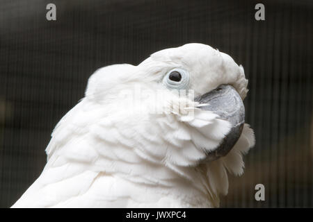 Weiße Kakadus (Cacatua alba), oder dem Dach Kakadu, eine mittelgroße weiße Kakadu endemisch in tropischen Regenwald auf Inseln von Indonesien Stockfoto