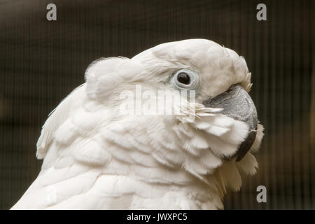 Weiße Kakadus (Cacatua alba), oder dem Dach Kakadu, eine mittelgroße weiße Kakadu endemisch in tropischen Regenwald auf Inseln von Indonesien Stockfoto