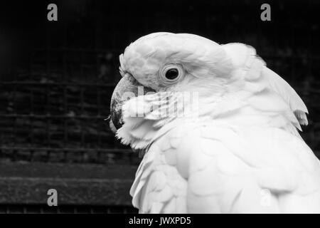 Die weißen Kakadus (Cacatua alba), auch als die umbrella Cockatoo bekannt, ist eine mittelgrosse, weiße Kakadu endemisch in tropischen Regenwald auf Inseln Stockfoto