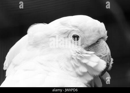 Die weißen Kakadus (Cacatua alba), auch als die umbrella Cockatoo bekannt, ist eine mittelgrosse, weiße Kakadu endemisch in tropischen Regenwald auf Inseln Stockfoto