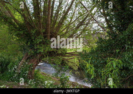 Pollarded Willow auf das Kleine Avon River in der Nähe von Berkeley, Gloucestershire, England: Das muss ein ziemlich alter Baum sein, die seit Jahren nicht mehr geschnitten worden. Stockfoto