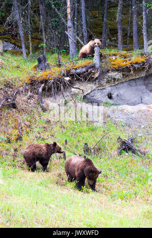 Eine Familie von Braunbären in einem Waldgebiet Clearing Jasper National Park, Alberta, Kanada Stockfoto