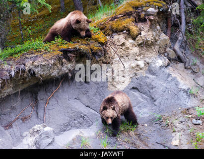 Eine Familie von Braunbären in einem Waldgebiet Clearing Jasper National Park, Alberta, Kanada Stockfoto