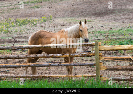 Ein schönes Pferd in einem Feld in der Nähe von Lillooet, British Columbia Kanada Stockfoto
