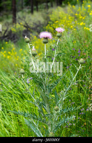 Ein Kanada Thistle sitzt unter den wilden Blumen auf einem Kurz am Straßenrand in der Nähe Pavillon British Columbia Kanada Stockfoto