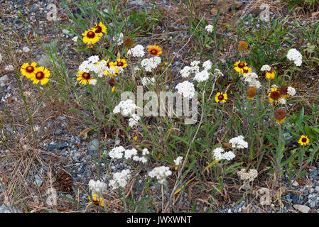 Wilde gelbe Decke Blumen und weiße Kuh Petersilie Dolden am Straßenrand steht in der Nähe des Pavillon British Columbia Kanada Stockfoto