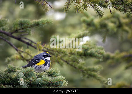 Yellow-rumped Warbler (Dendroica coronata) männliche Zucht im Gefieder. Stockfoto