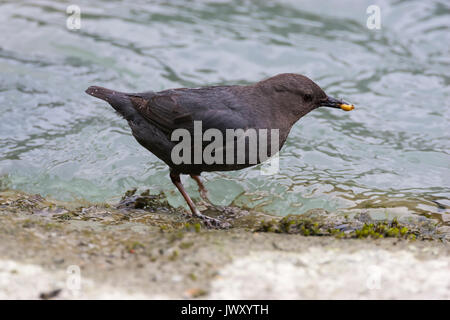 Amerikanische Pendelarm (Cinclus mexicanus) am Ufer des Flusses mit Nahrung im Schnabel, Chilkoot Lake State Recreation Site, Alaska Stockfoto