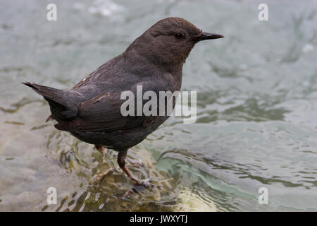 Amerikanische Pendelarm (Cinclus mexicanus) auf einem Felsen im Fluss für Lebensmittel, Chilkoot Lake State Recreation Site, Alaska suchen Stockfoto