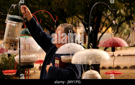 Gale Odion füllt eine der 43 Futterhäuschen im Garten ihrer Midtown home, Tucson, Arizona, USA. Stockfoto