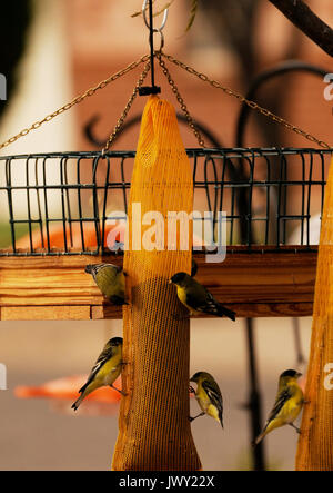 Gale Odion füllt eine der 43 Futterhäuschen im Garten ihrer Midtown home, Tucson, Arizona, USA. Stockfoto