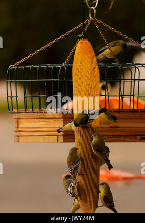 Gale Odion füllt eine der 43 Futterhäuschen im Garten ihrer Midtown home, Tucson, Arizona, USA. Stockfoto