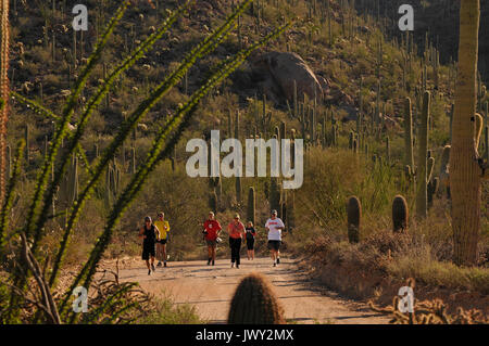 Läufer und Radfahrer Rennen auf Bajada Loop Drive im Saguaro National Park West, Sonora-Wüste, Tucson, Arizona, USA. Stockfoto