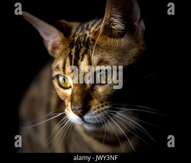 Schöne Bengalkatze, männlichen Augen, grüne Augen, Nahaufnahme portrait Stockfoto