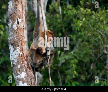 Proboscis Mutter und Baby, Tanjung Puting NP, Indonesien Stockfoto