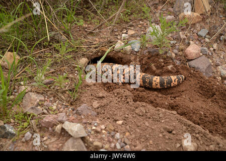 Ein Gila Monster (Heloderma suspectum) burrows am Fuße der Santa Rita Mountains, Arizona, USA. Stockfoto