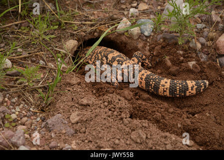 Ein Gila Monster (Heloderma suspectum) burrows am Fuße der Santa Rita Mountains, Arizona, USA. Stockfoto